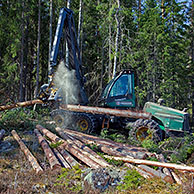 Houthakkers industrie waarbij hout / boomstammen worden gezaagd door kettingzaag van Timberjack in dennenbos, Zweden 
